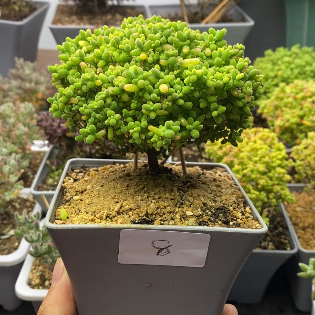 08蜜橘糖球枝干番杏