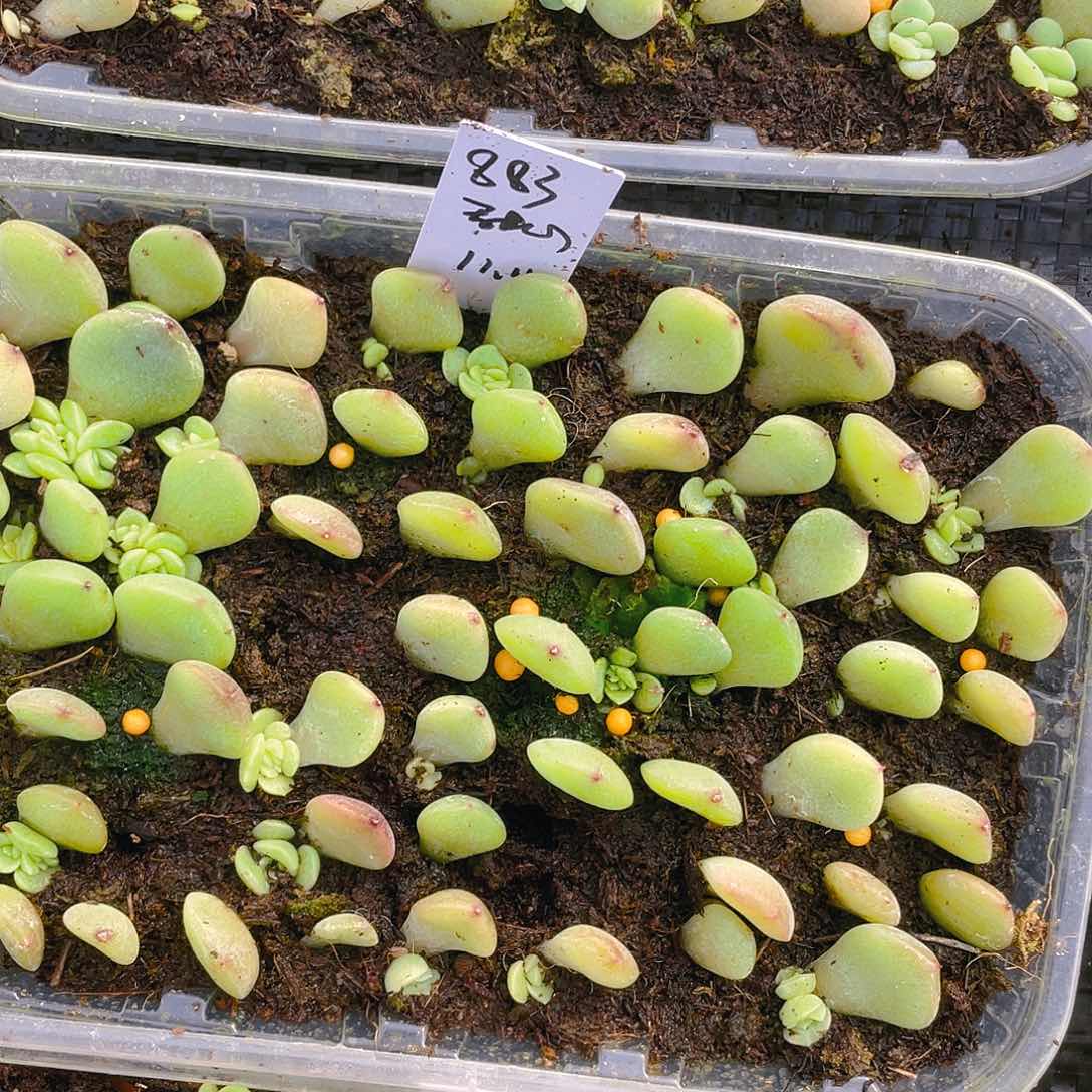 883 芝麻苗一个满25包邮