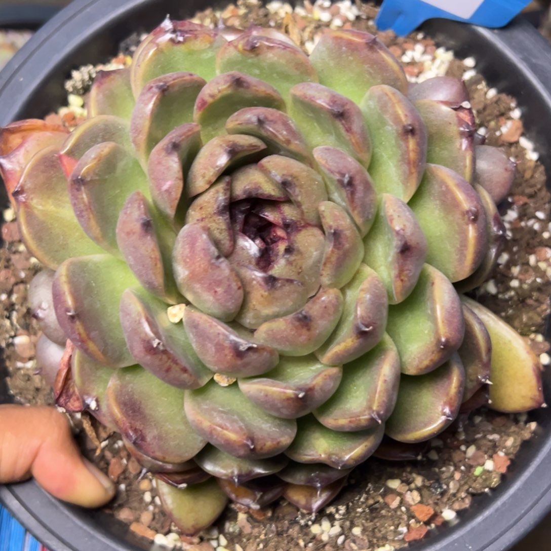 孙*娘2295多肉多多多多多