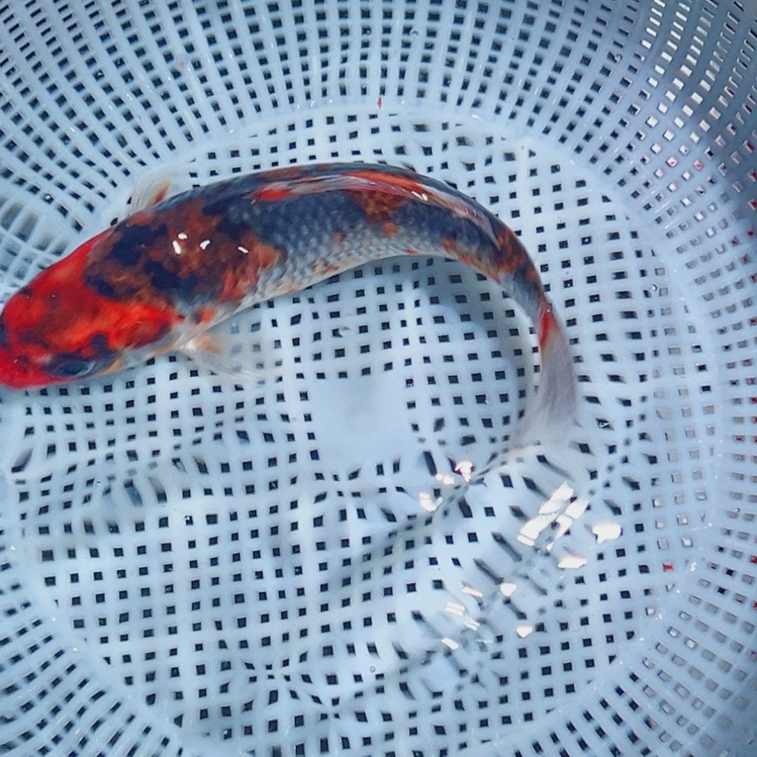 锦鲤锦鲤观赏鱼1111