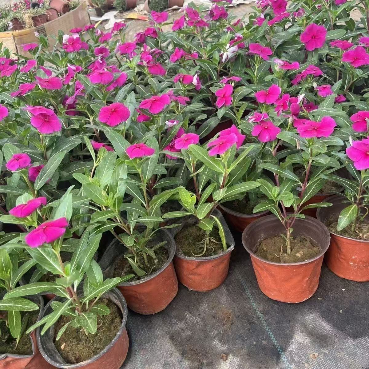 耐热好养带花苞长春花盆栽适合阳台庭院四季观花多年生