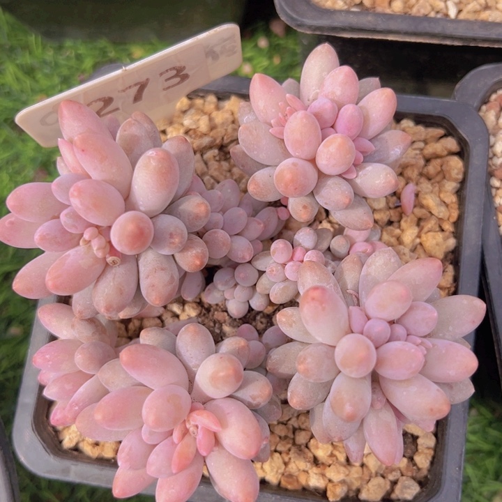 健健康康平平安安