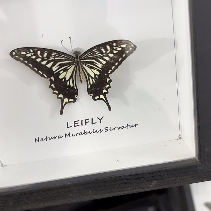 蝴蝶标本定制版166