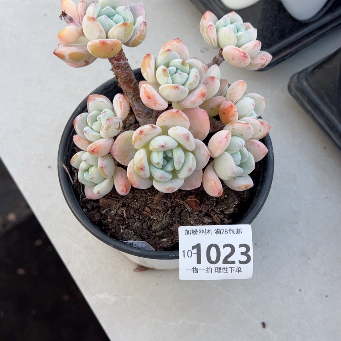 冷香多肉多肉多肉多肉