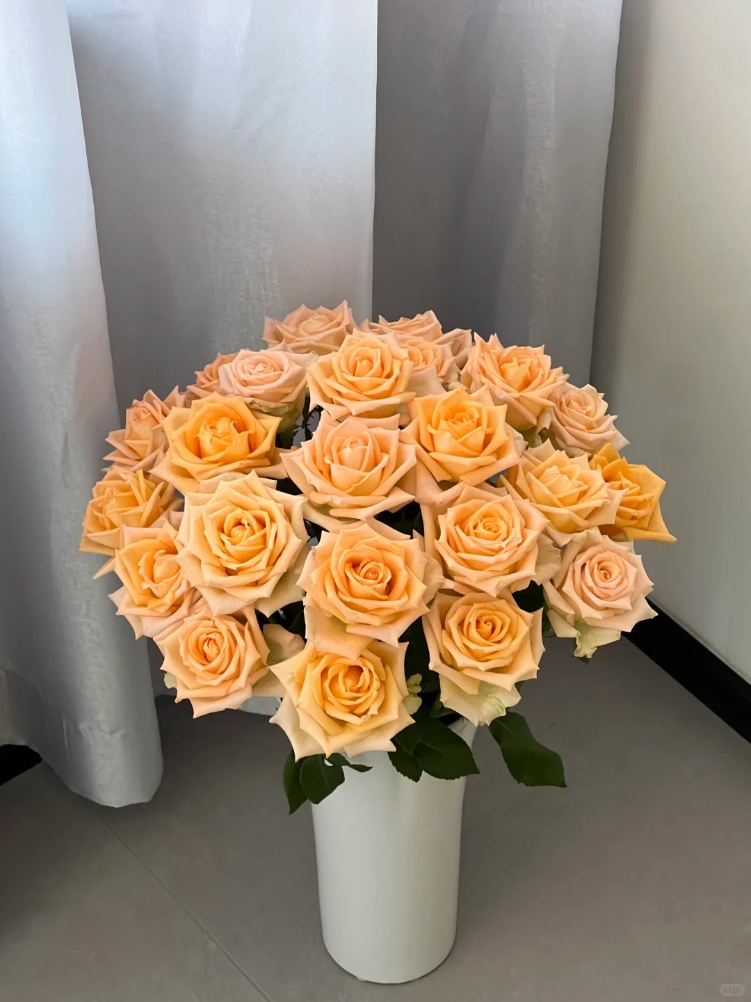 （蔓蔓）假日公主单头玫瑰15支+5支防损 1单包邮