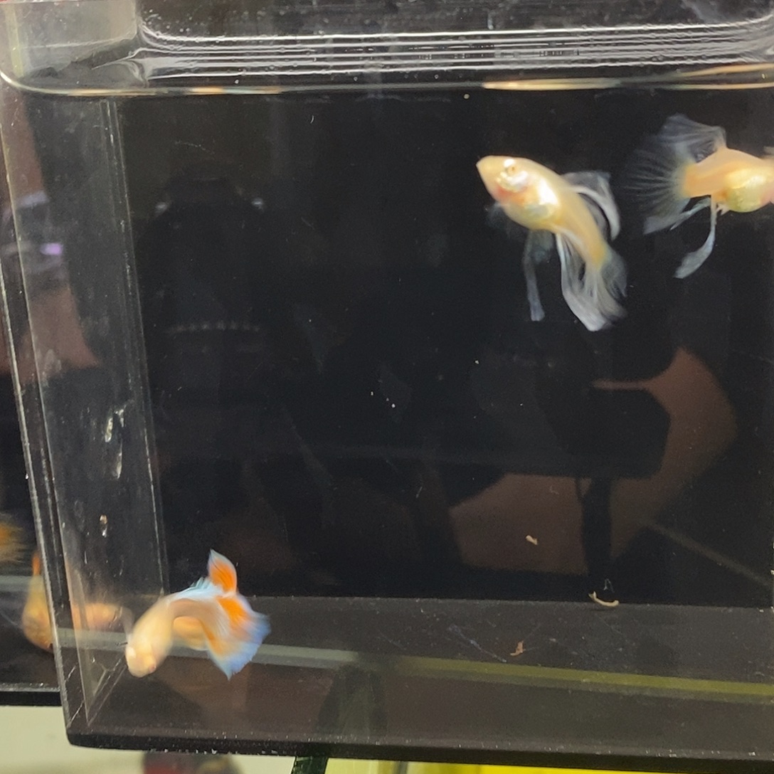 孔雀鱼蓝白粗c火烧云2对福利