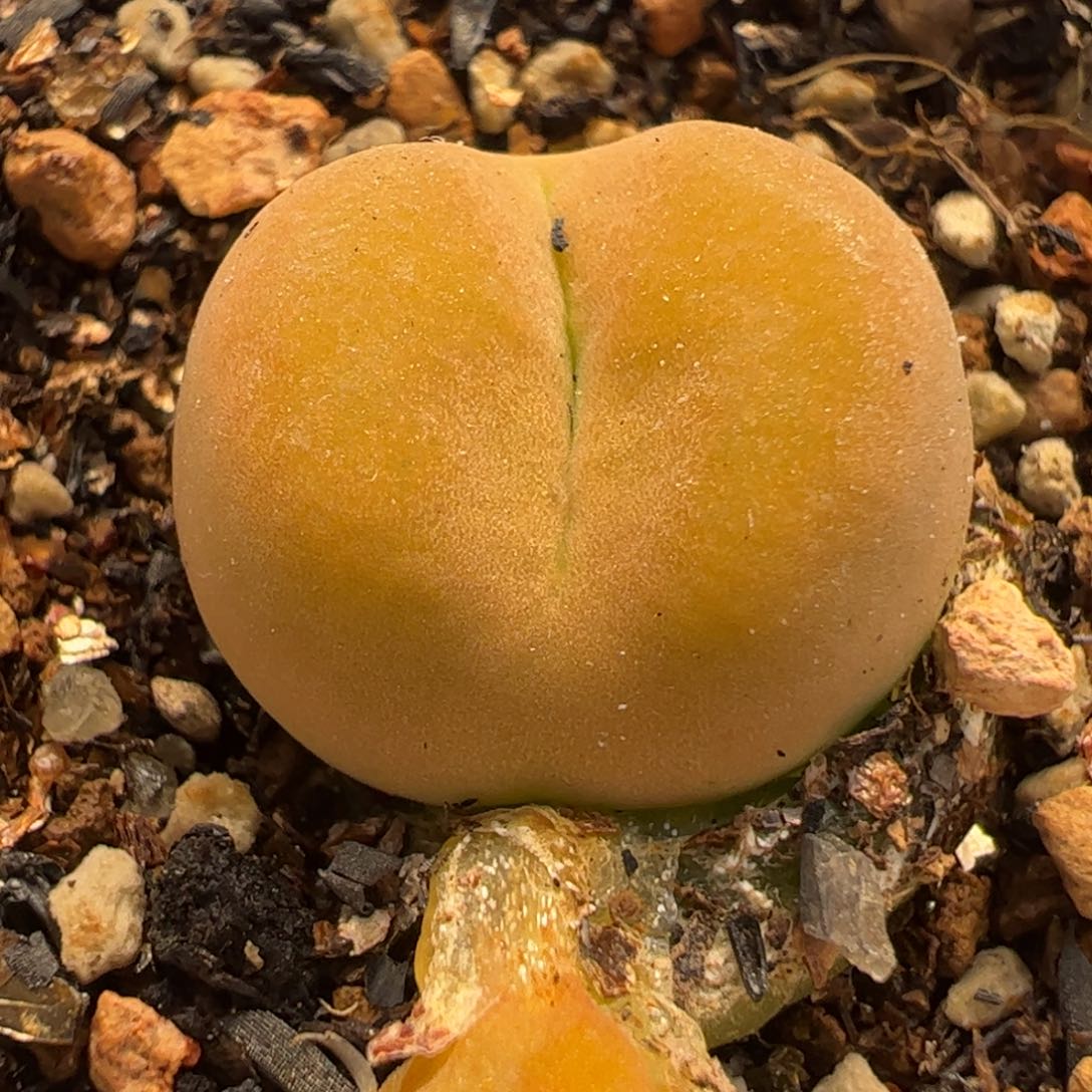 173多肉植物百科