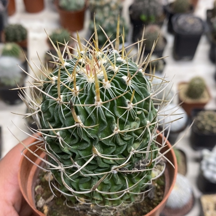 实生振武玉特价福利