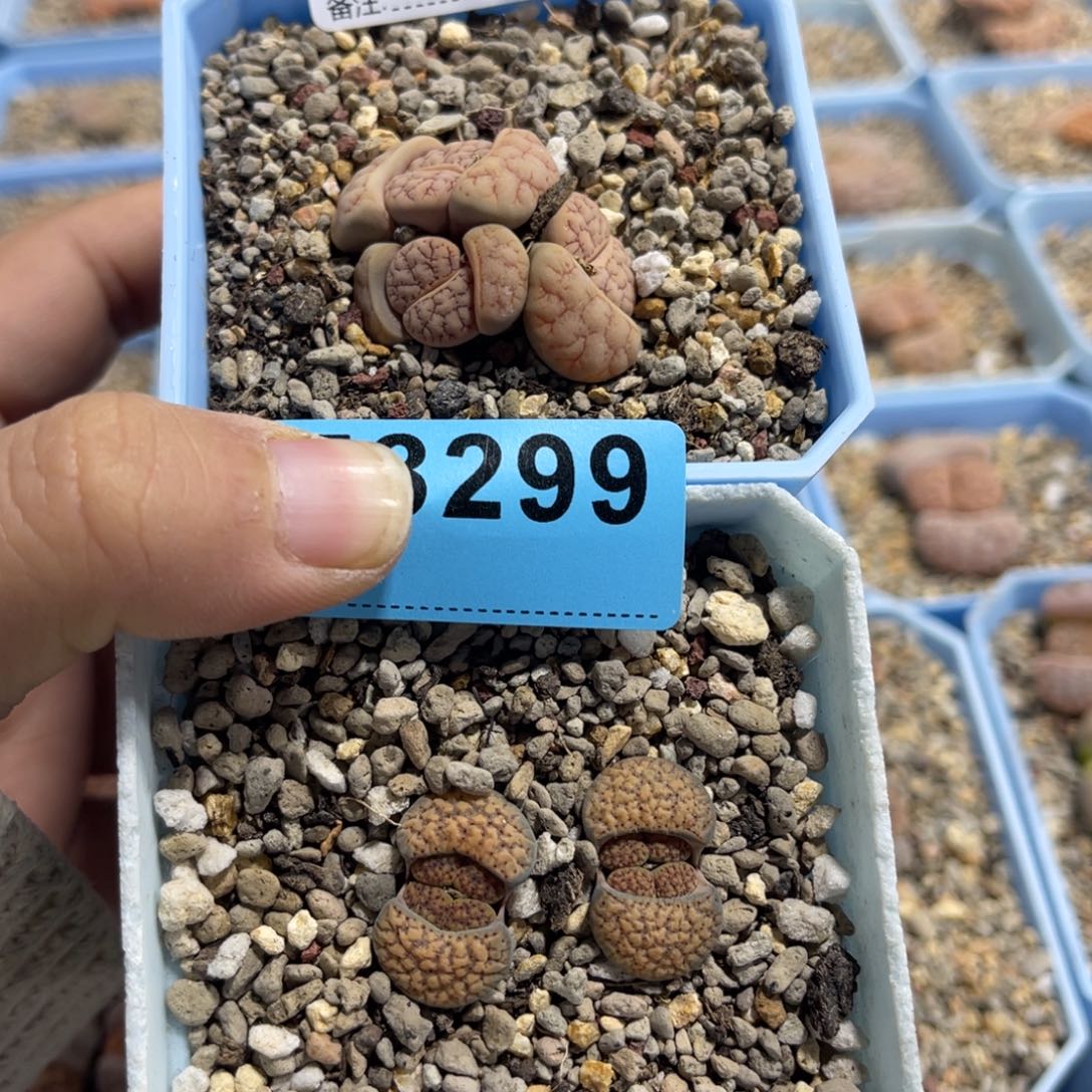 w****7821，8299荒1血点2上20