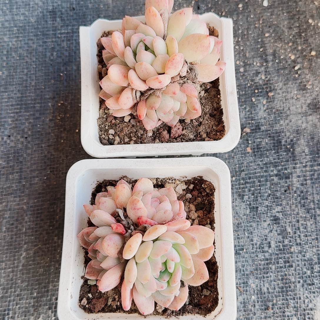 ?哈哈哈哈哈哈哈哈哈哈哈哈哈