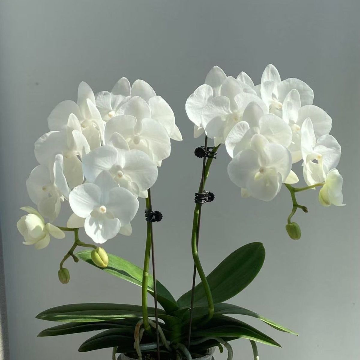 5寸白天鹅兰花花卉，双头一个母本，高品质基地直发蝴蝶兰榴莲男装