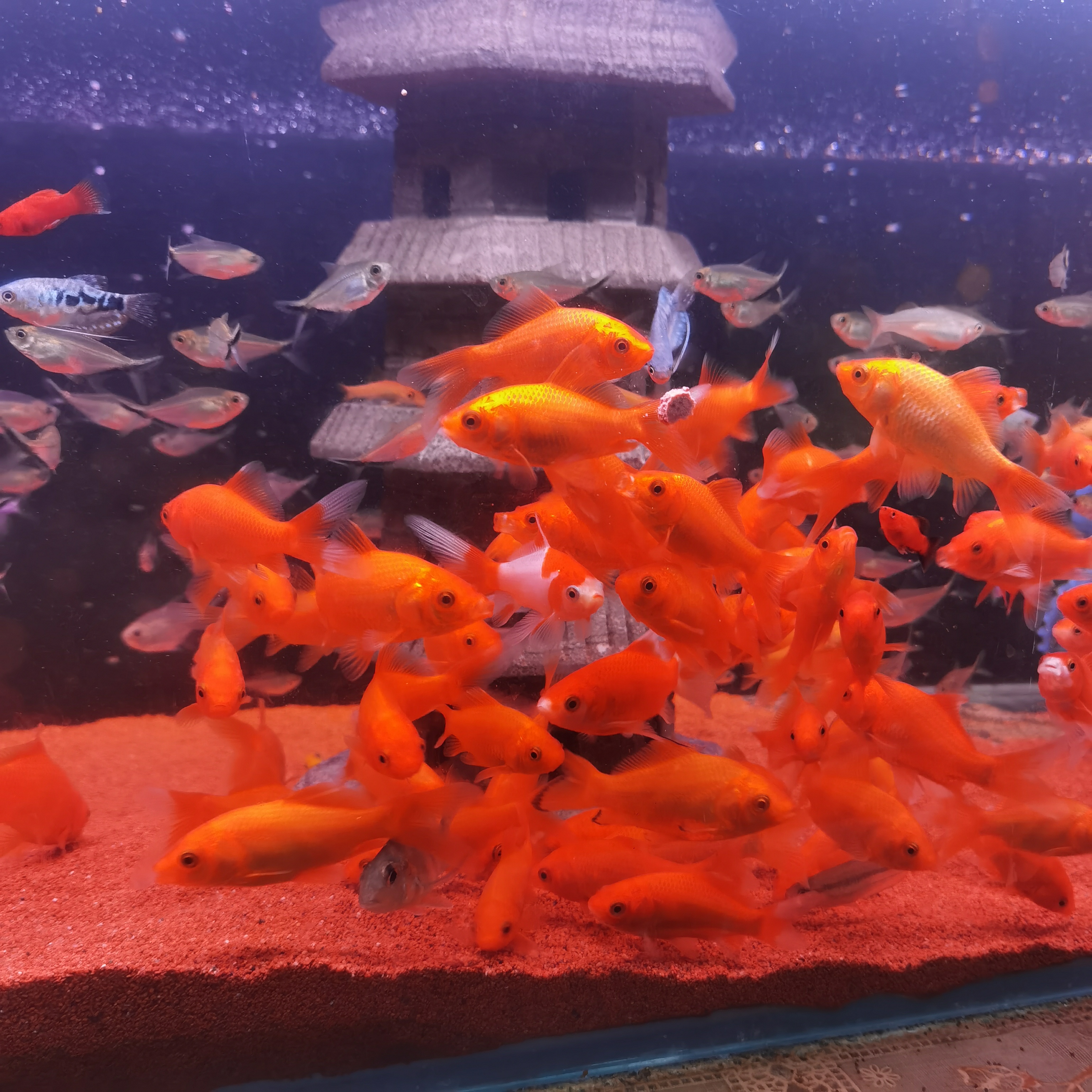 红草金鱼樱花红白双拼金鱼好养耐活可混养小型观赏鱼冷水鱼