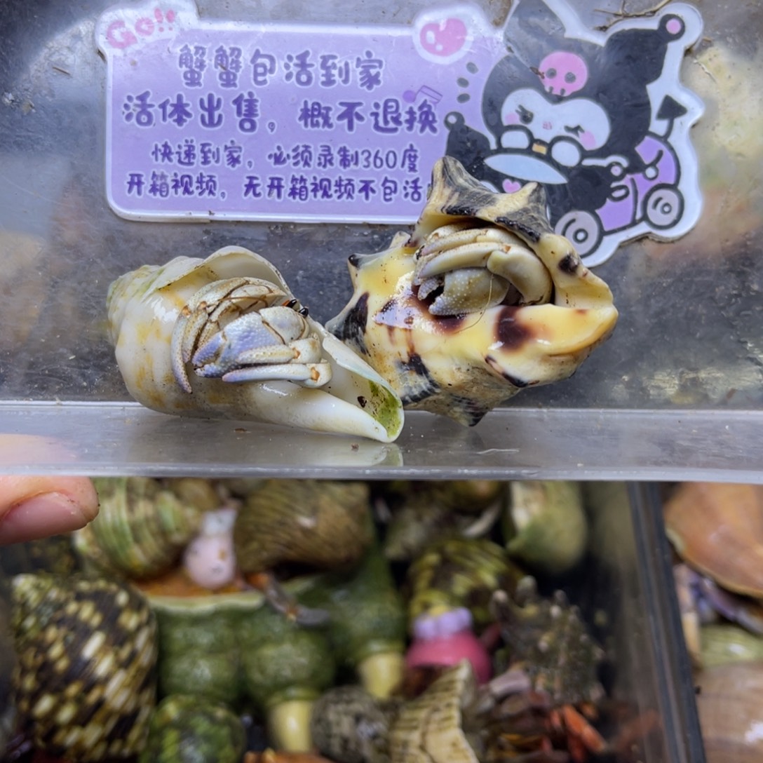 不理不拉组合寄居蟹包活到家