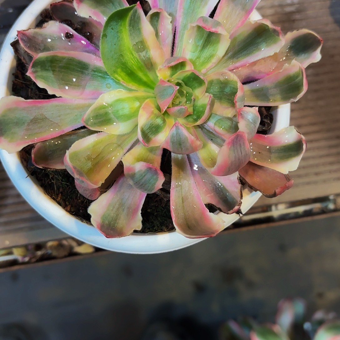 略***略366多肉植物植物植物植物福利