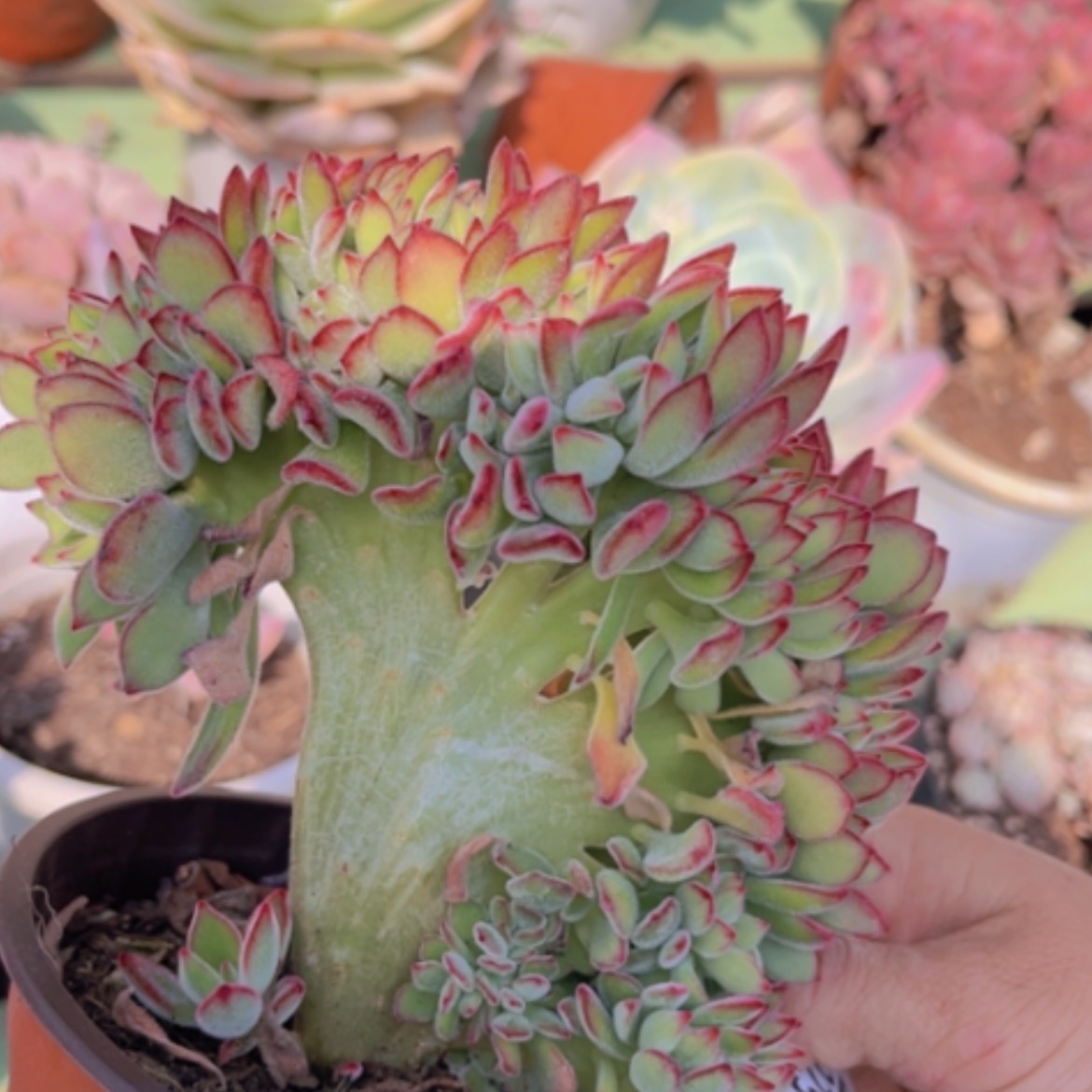 【闪购商品】红兔耳缀12229