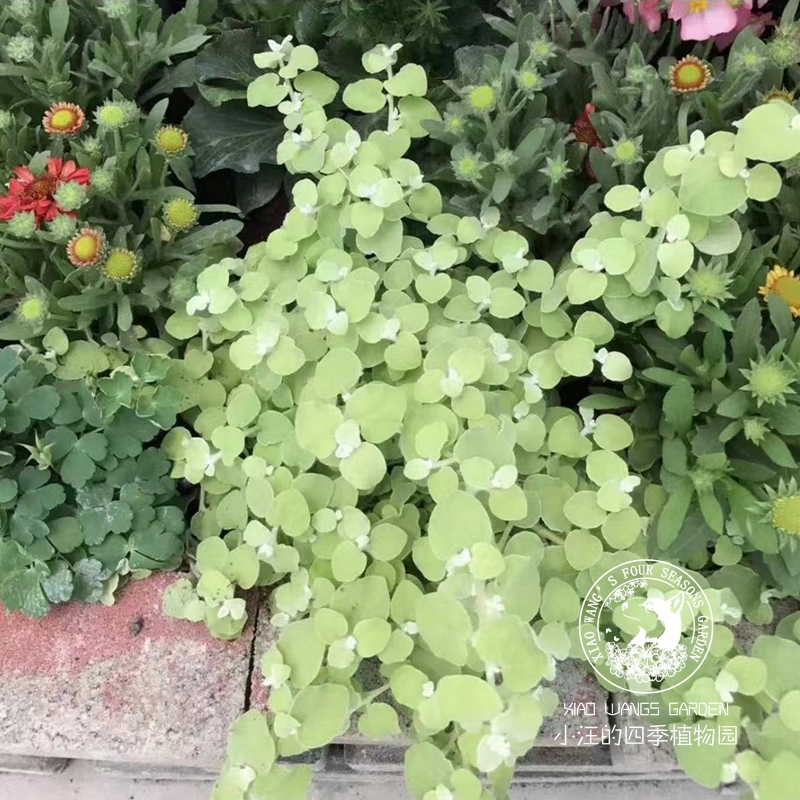 金叶伞花蜡菊柠檬灯 室内外阳台垂吊盆栽 多年生耐寒庭院花卉花苗