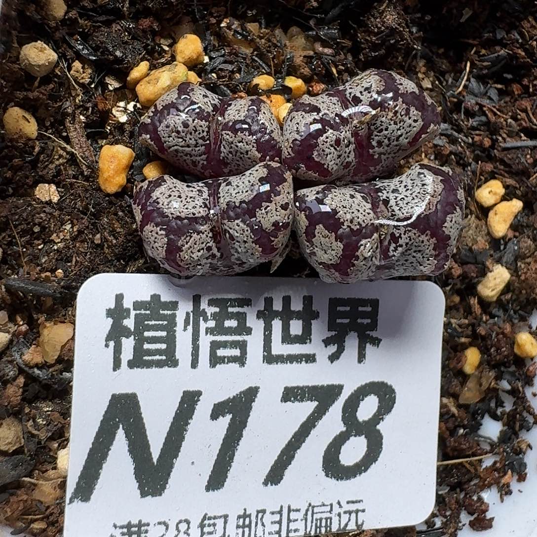 多肉植物的润泽地fvb