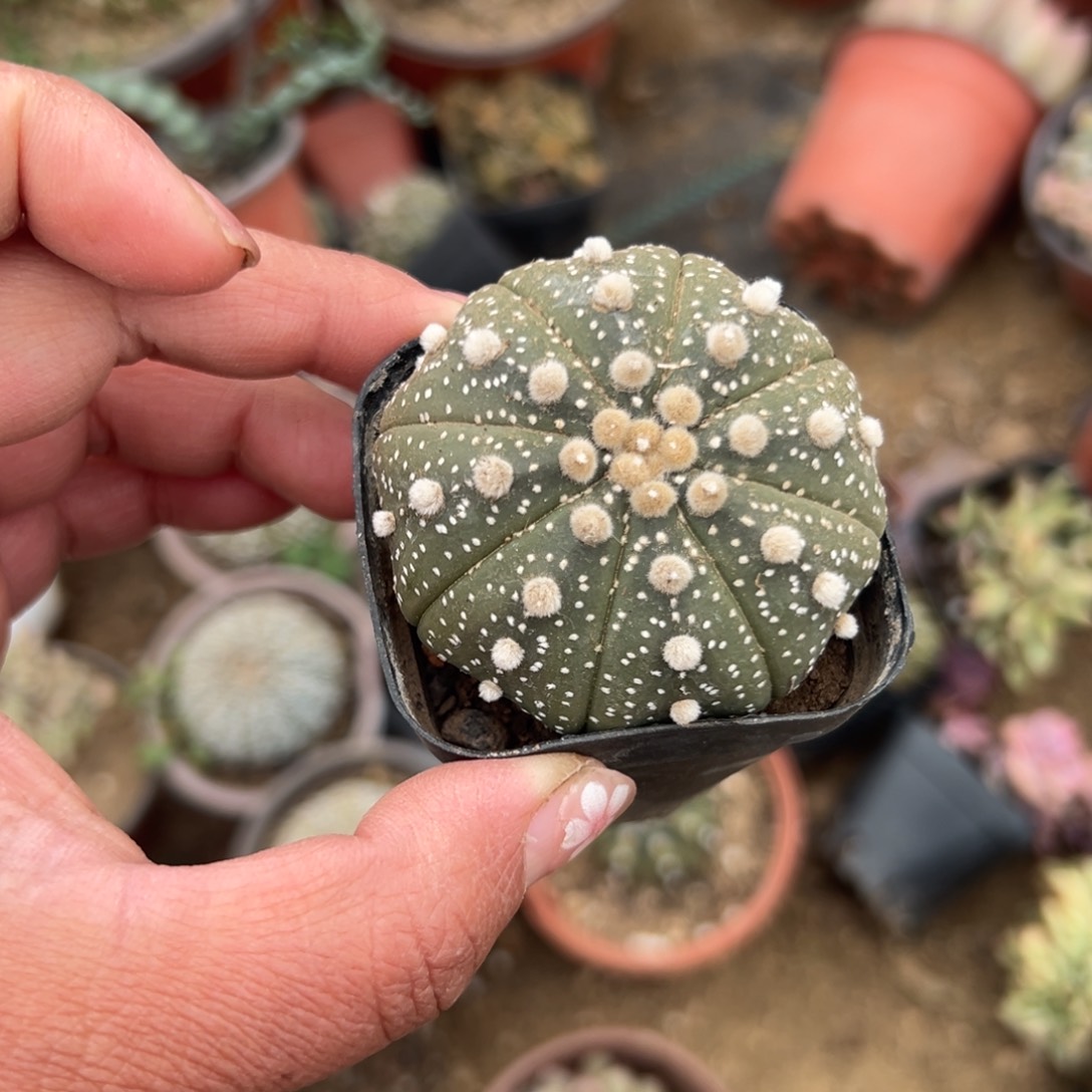 多肉植物多肉植物