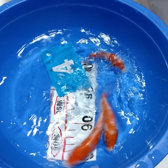 锦鲤11111111111111