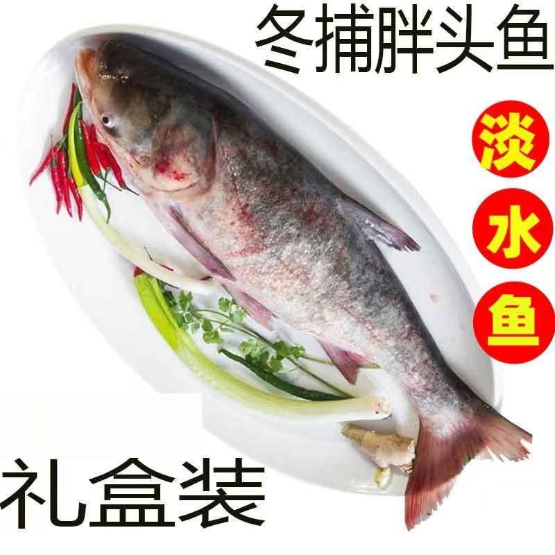 冬捕淡水胖头鱼王花鲢鱼大头鱼鳙鱼4-50斤