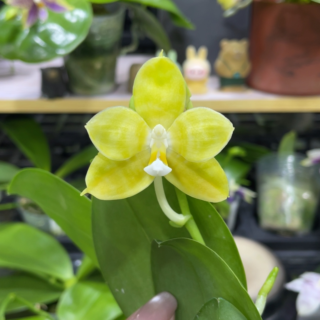 完全开放1111111111111