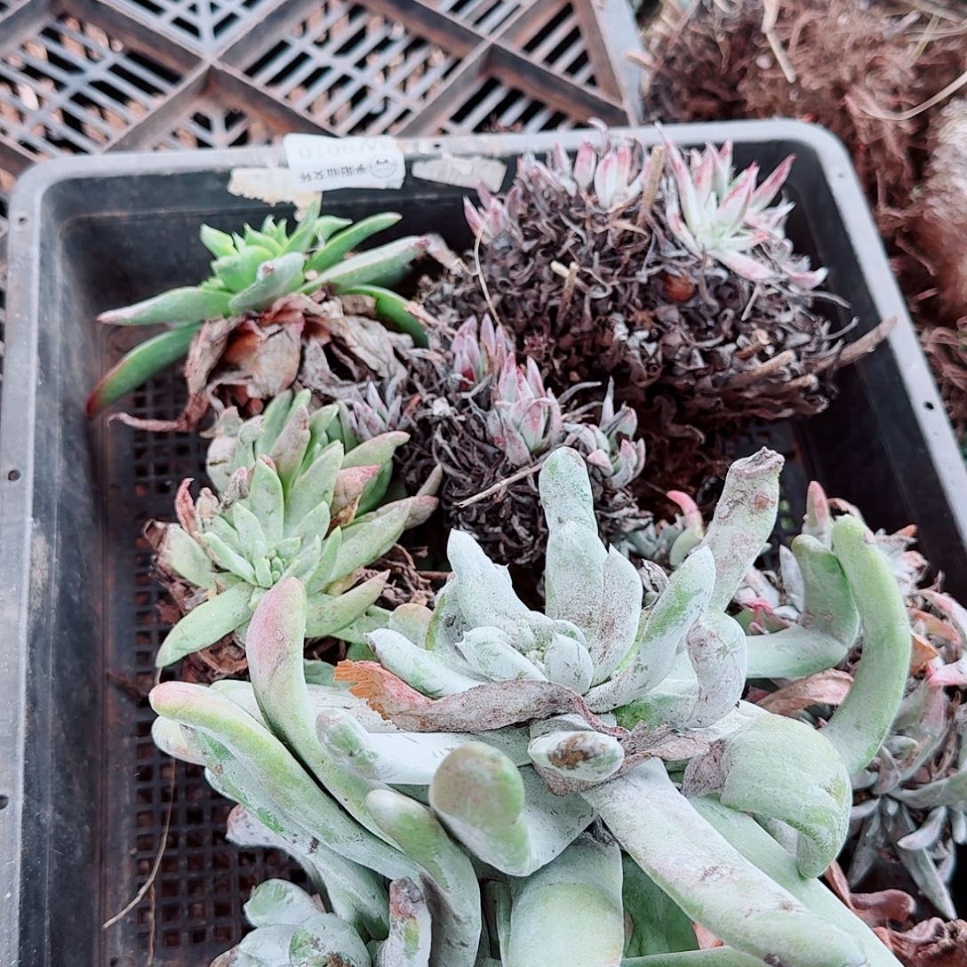 9675瑕疵框拍不售后