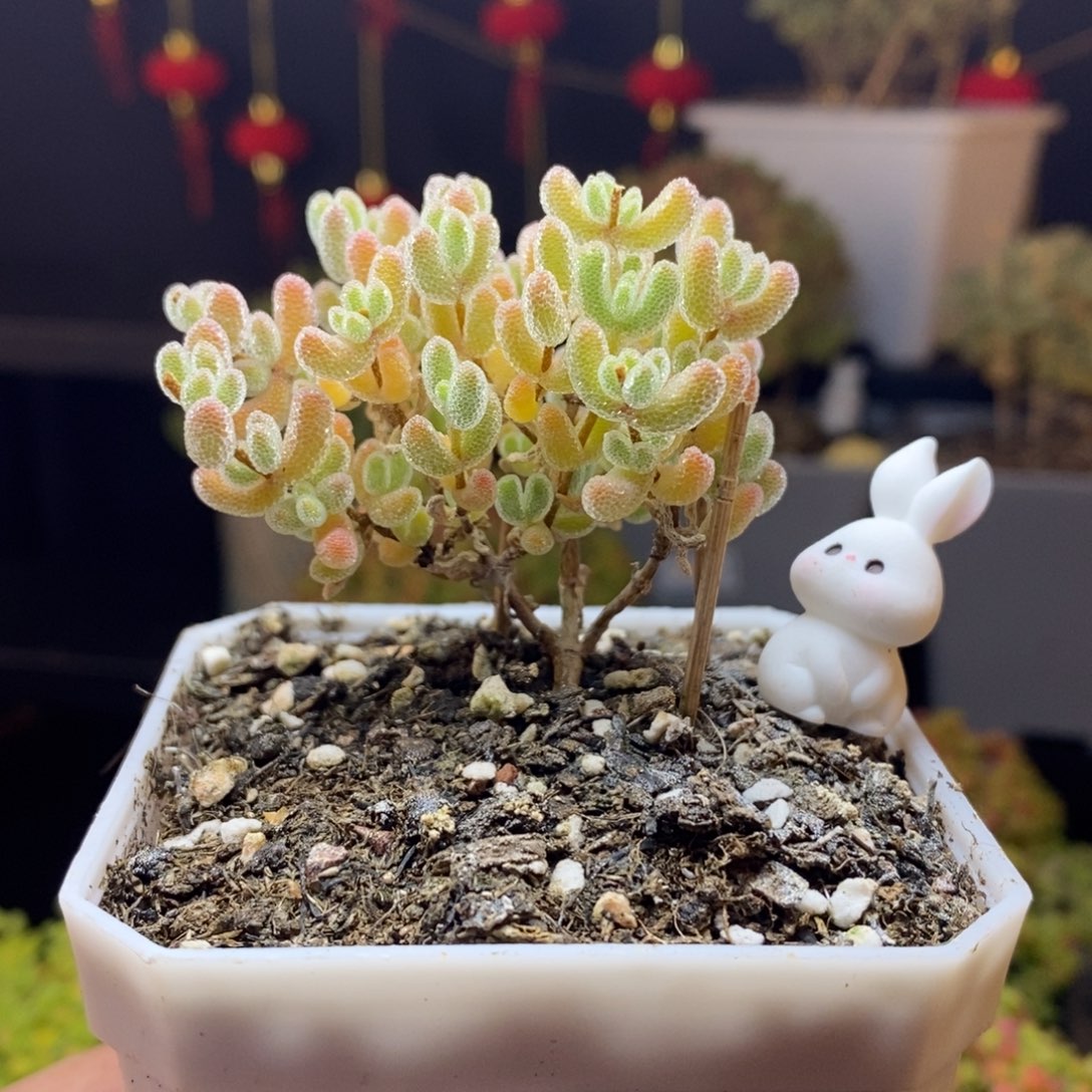 271号冰橙枝干多肉