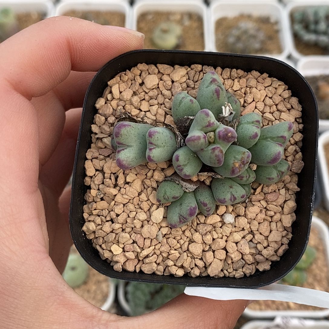 1211-63-沙文利亚。   