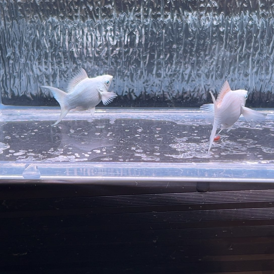 孔雀鱼玛丽鱼两条