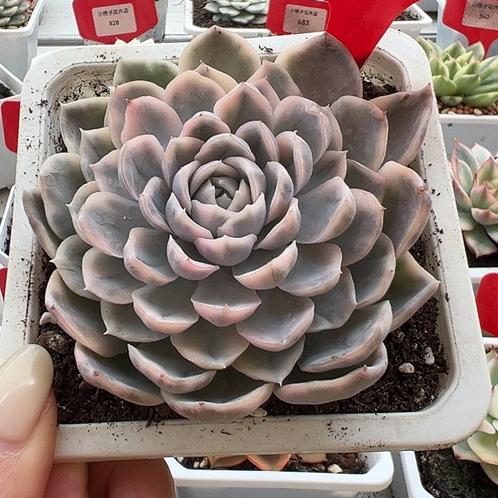 871雪球锦多肉植物