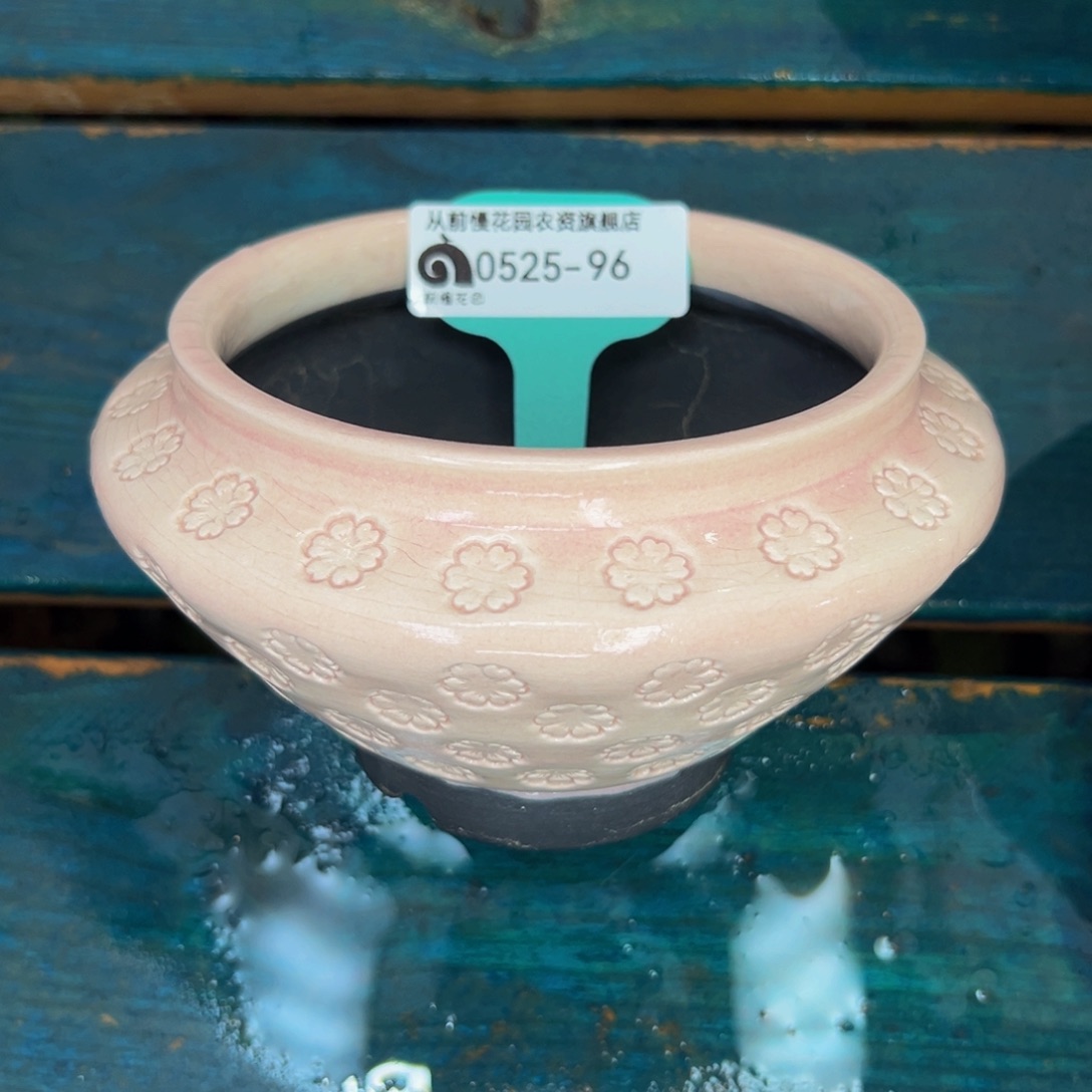 多肉一物一拍0525-96