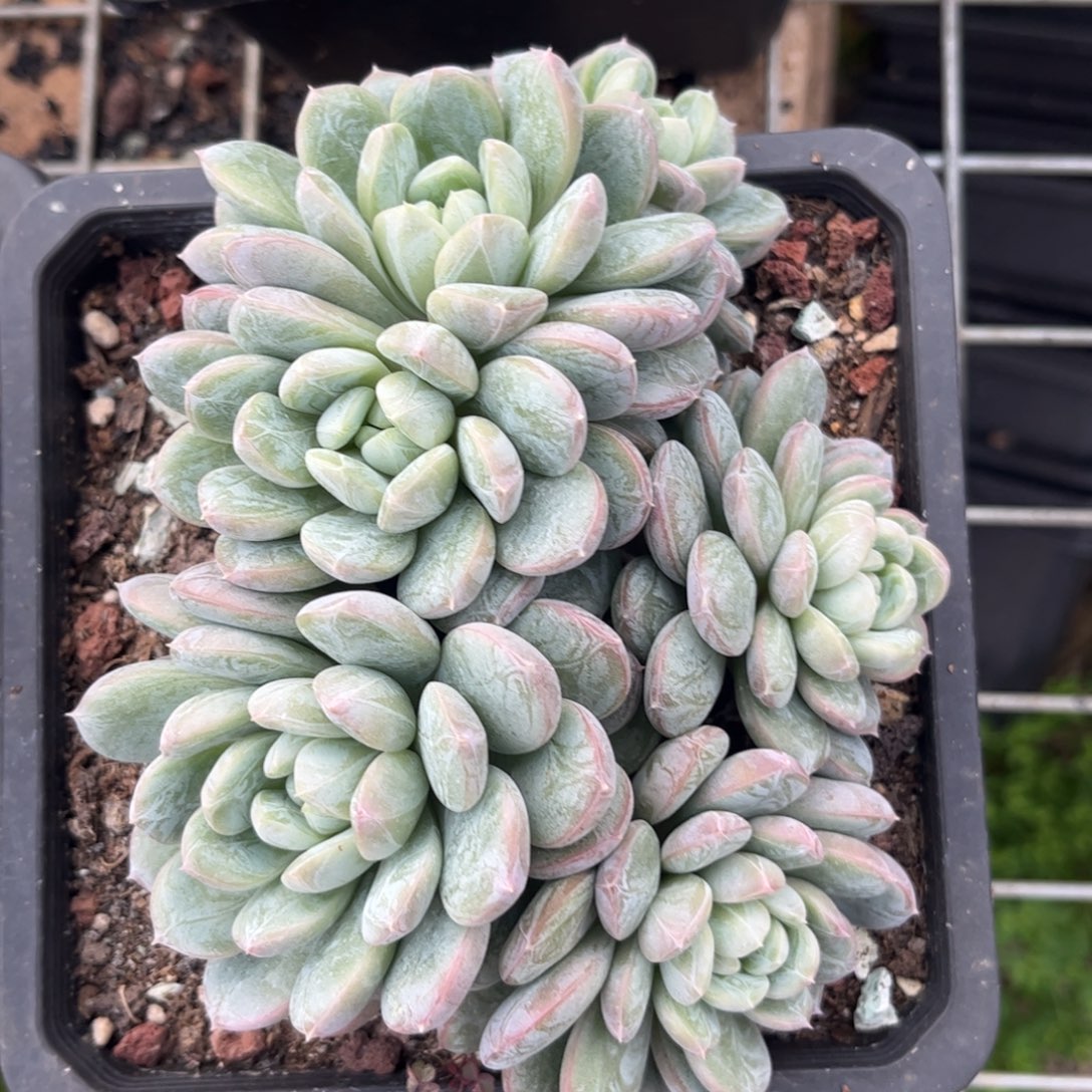 好姑娘多肉园艺，百搭