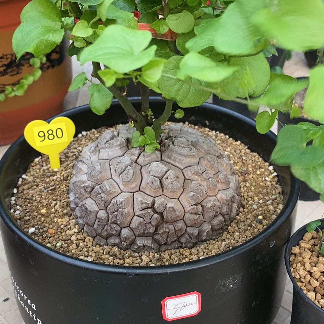 南非龟甲龙龟甲龙