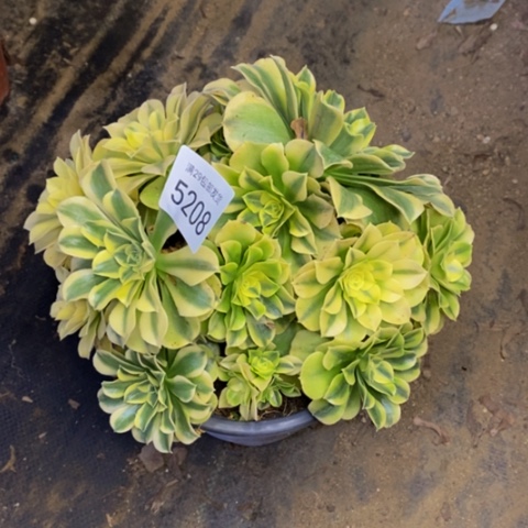 绿豆沙多肉植物5208