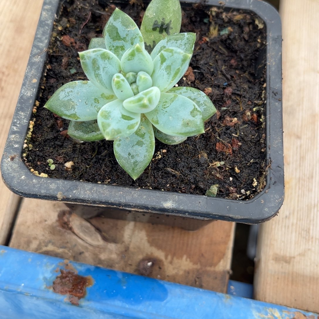旁***白多肉植物青禾多肉