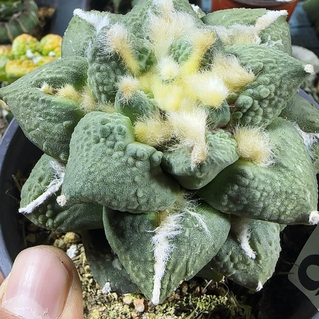 龟甲怒957仙人球开花