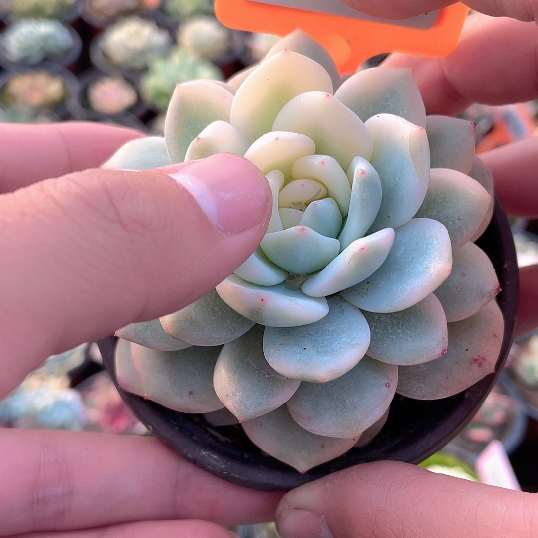 丹***616号多肉植物盆栽