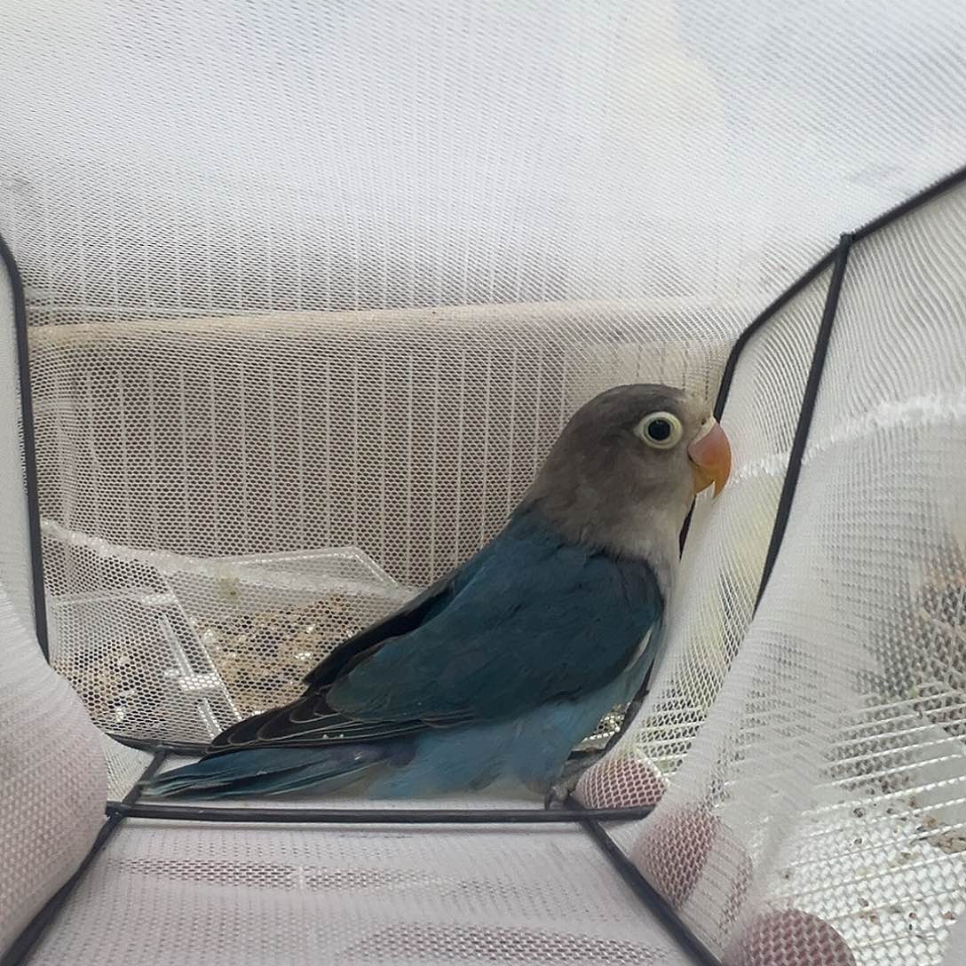 山***念桃脸牡丹鹦鹉普兰一只