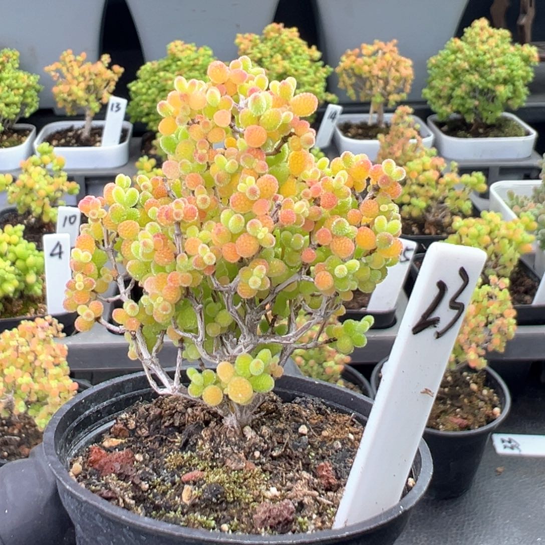 精控蜜橘糖球23号