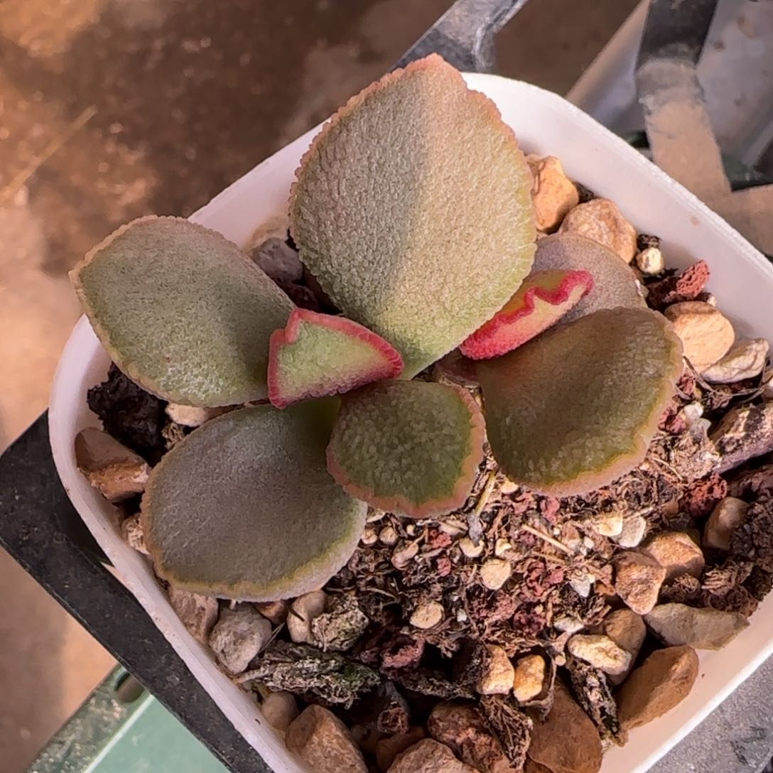 彩蝶水泡多肉植物