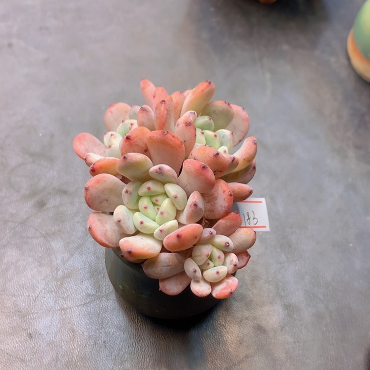 一物一拍满30包邮 183