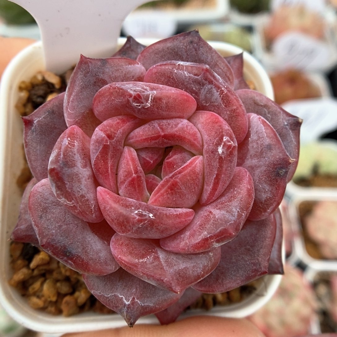 糖心琥魄可拍943号