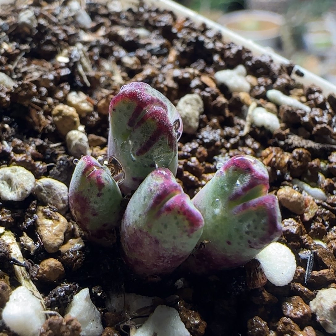 斑马多肉植物百科