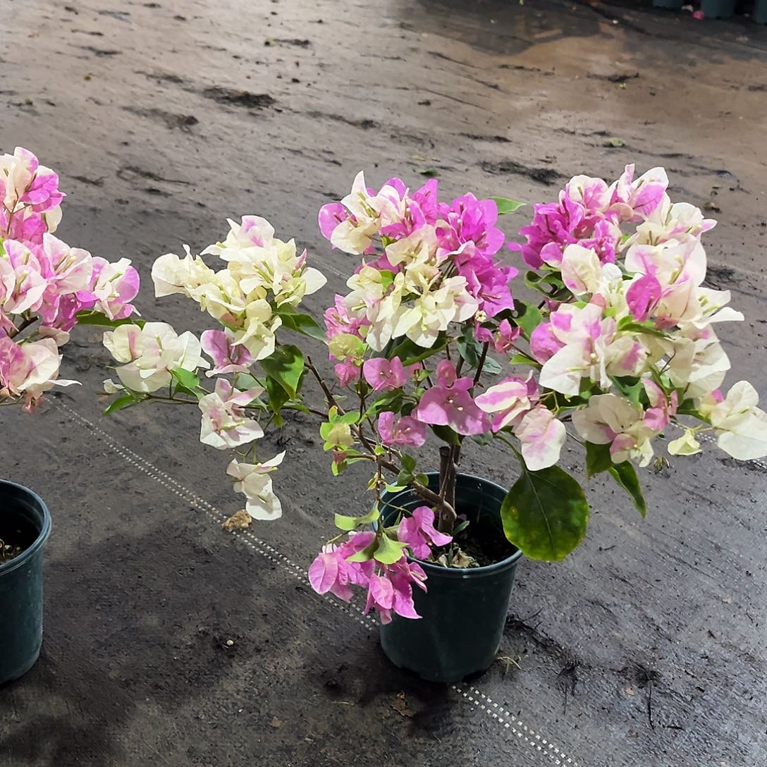 完全开放广红樱掌中宝一颗