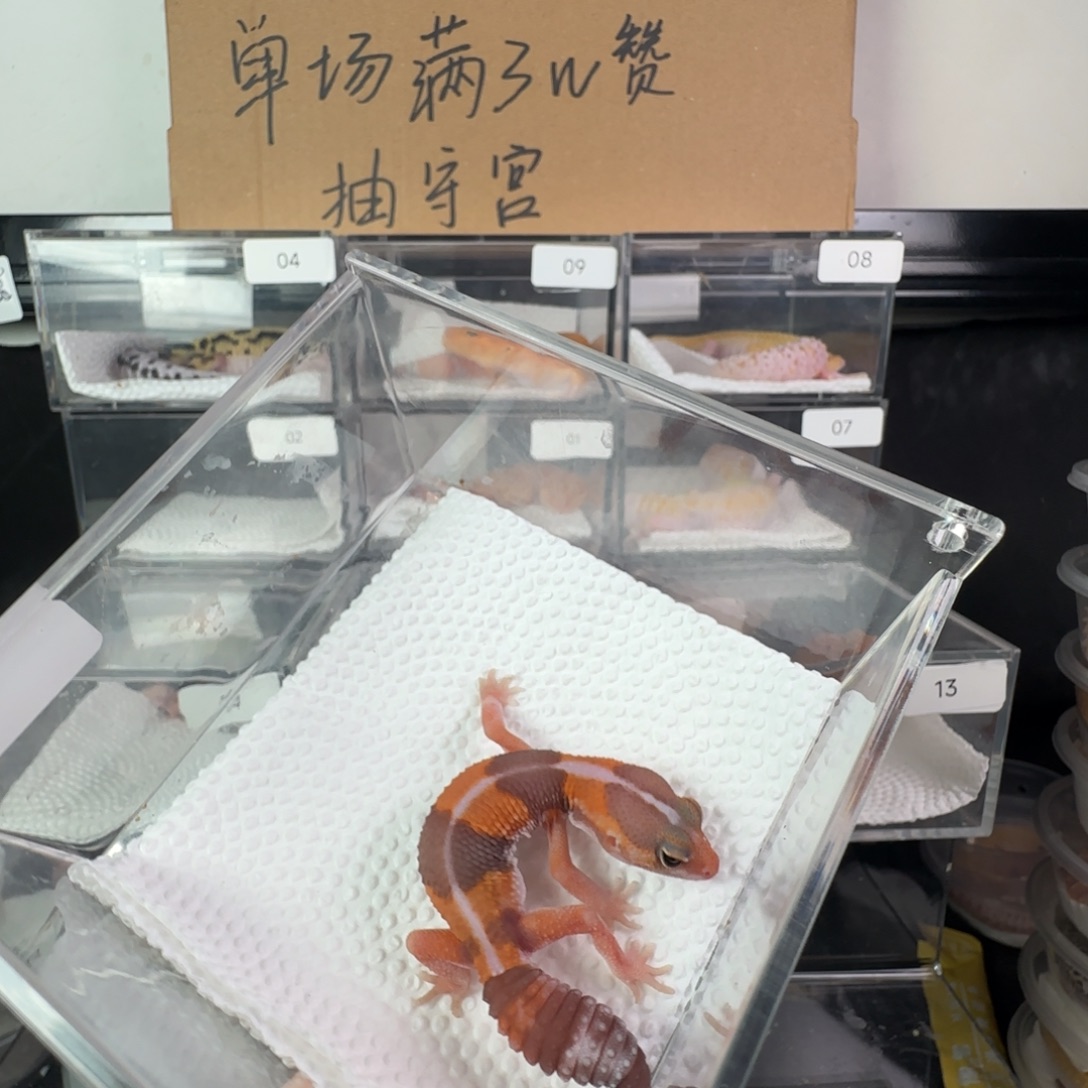 豹纹守宫玫瑰橘白妹妹