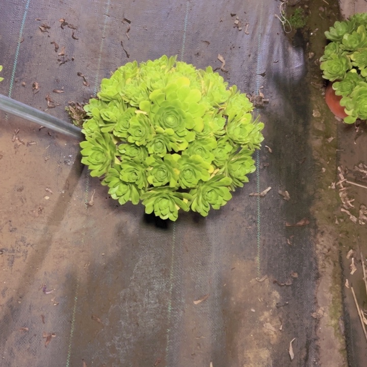 38阳光玫瑰多肉多肉多肉