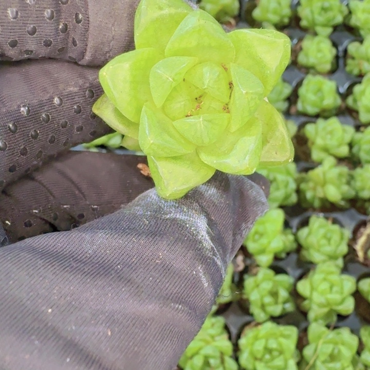 精品草玉露两颗一组