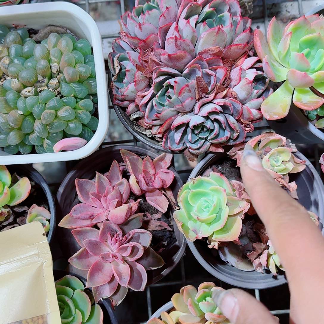 赫拉多肉植物精品咯