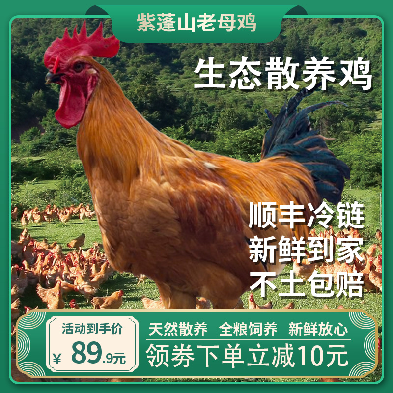 【肥西老母鸡】正宗散养肥西紫蓬山土鸡 150天散养 现杀顺丰冷链 