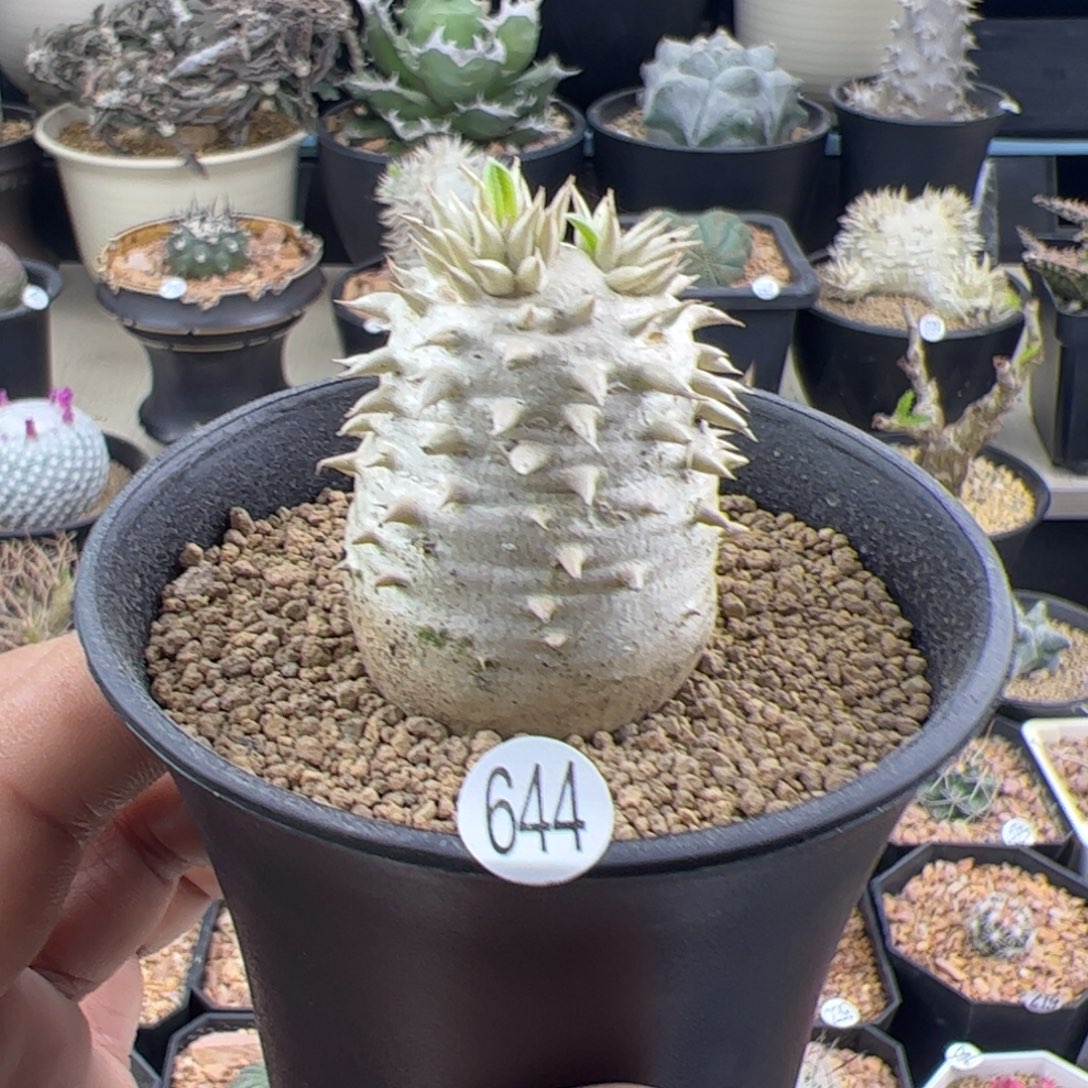 惠比大黑一物一拍644